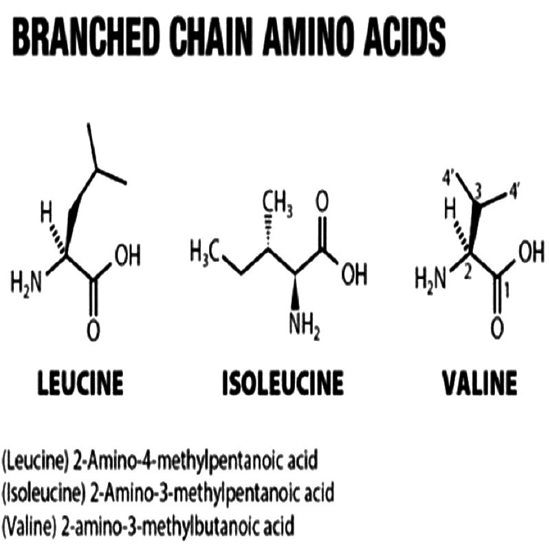 خرید و فروش پودر آمینو اسید شاخه دار BCAA